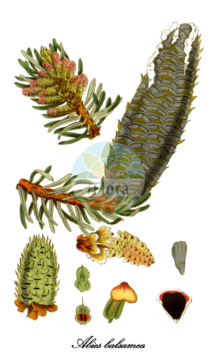 Historische Abbildung von Abies balsamea (Balsam-Tanne - Balsam fir). Das Bild zeigt Blatt, Bluete, Frucht und Same. ---- Historical Drawing of Abies balsamea (Balsam-Tanne - Balsam fir). The image is showing leaf, flower, fruit and seed.(Abies balsamea,Balsam-Tanne,Balsam fir,Pinus balsamea,Abies,Tanne,Fir,Pinaceae,Kieferngewächse,Pine Family,Blatt,Bluete,Frucht,Same,leaf,flower,fruit,seed,Woodville et al. (1832))