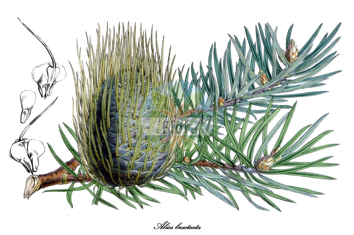 Historische Abbildung von Abies bracteata (Santa-Lucia-Tanne). Das Bild zeigt Blatt, Bluete, Frucht und Same. ---- Historical Drawing of Abies bracteata (Santa-Lucia-Tanne). The image is showing leaf, flower, fruit and seed.(Abies bracteata,Santa-Lucia-Tanne,Abies,Tanne,Fir,Pinaceae,Kieferngewächse,Pine Family,Blatt,Bluete,Frucht,Same,leaf,flower,fruit,seed,Curtis Botanical Magazine (1853))