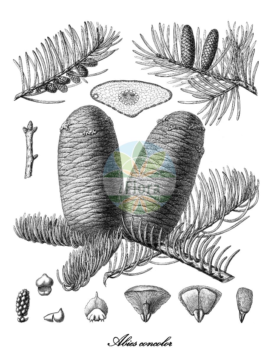 Historische Abbildung von Abies concolor (Kolorado-Tanne - Colorado White-fir). Das Bild zeigt Blatt, Bluete, Frucht und Same. ---- Historical Drawing of Abies concolor (Kolorado-Tanne - Colorado White-fir). The image is showing leaf, flower, fruit and seed.(Abies concolor,Kolorado-Tanne,Colorado White-fir,Picea concolor,Black Balsam Fir,Colorado Fir,White Fir,Abies,Tanne,Fir,Pinaceae,Kieferngewächse,Pine Family,Blatt,Bluete,Frucht,Same,leaf,flower,fruit,seed,Sargent (1891-1902))