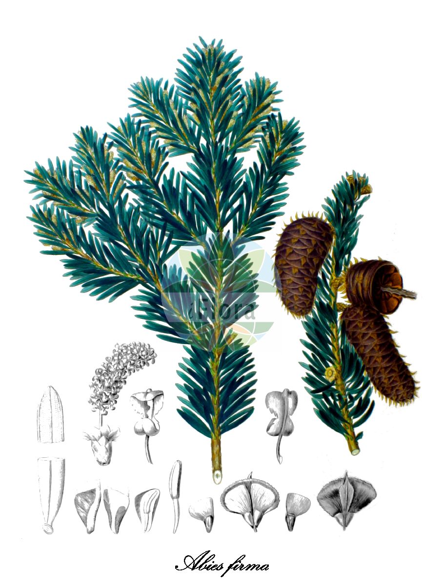 Historische Abbildung von Abies firma (Momi-Tanne). Das Bild zeigt Blatt, Bluete, Frucht und Same. ---- Historical Drawing of Abies firma (Momi-Tanne). The image is showing leaf, flower, fruit and seed.(Abies firma,Momi-Tanne,Abies,Tanne,Fir,Pinaceae,Kieferngewächse,Pine Family,Blatt,Bluete,Frucht,Same,leaf,flower,fruit,seed,von Siebold & Zuccarini (1835-1875))