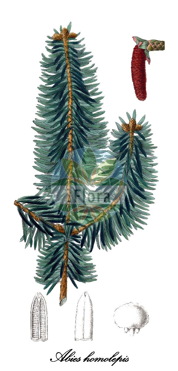 Historische Abbildung von Abies homolepis (Nikko-Tanne). Das Bild zeigt Blatt, Bluete, Frucht und Same. ---- Historical Drawing of Abies homolepis (Nikko-Tanne). The image is showing leaf, flower, fruit and seed.(Abies homolepis,Nikko-Tanne,Abies,Tanne,Fir,Pinaceae,Kieferngewächse,Pine Family,Blatt,Bluete,Frucht,Same,leaf,flower,fruit,seed,Antoine (1840))