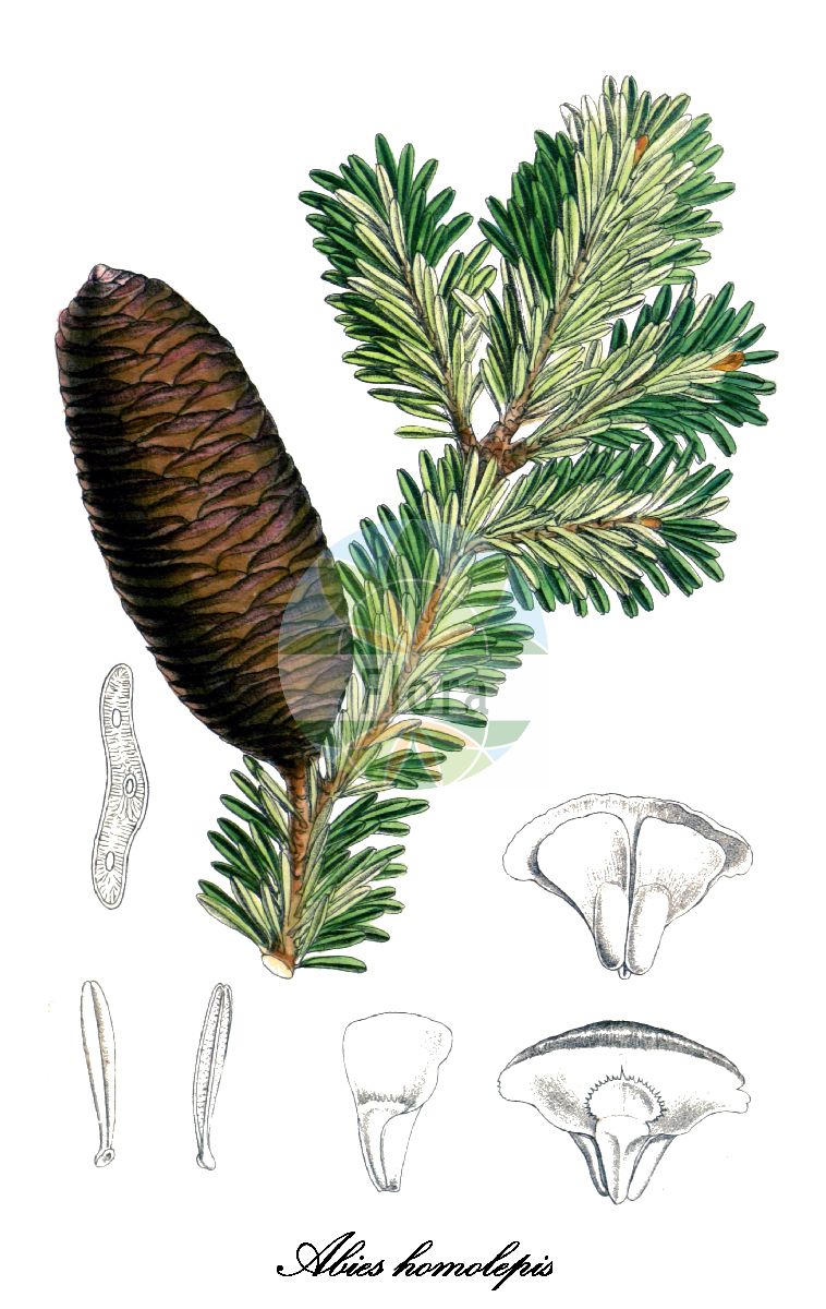 Historische Abbildung von Abies homolepis (Nikko-Tanne). Das Bild zeigt Blatt, Bluete, Frucht und Same. ---- Historical Drawing of Abies homolepis (Nikko-Tanne). The image is showing leaf, flower, fruit and seed.(Abies homolepis,Nikko-Tanne,Abies,Tanne,Fir,Pinaceae,Kieferngewächse,Pine Family,Blatt,Bluete,Frucht,Same,leaf,flower,fruit,seed,Curtis Botanical Magazine (1890))