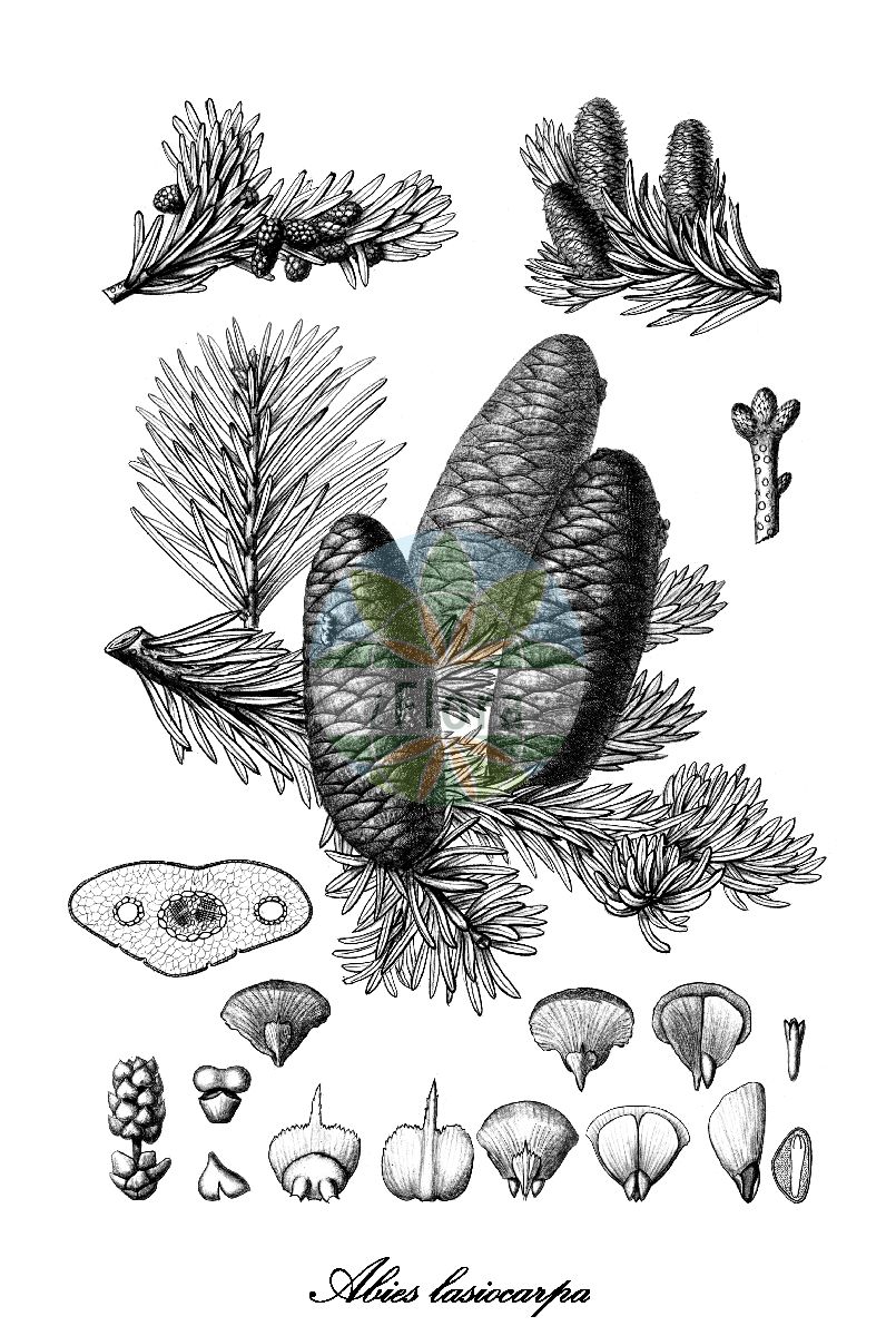 Historische Abbildung von Abies lasiocarpa (Felsengebirgs-Tanne - Rocky Mountain alpine fir). Das Bild zeigt Blatt, Bluete, Frucht und Same. ---- Historical Drawing of Abies lasiocarpa (Felsengebirgs-Tanne - Rocky Mountain alpine fir). The image is showing leaf, flower, fruit and seed.(Abies lasiocarpa,Felsengebirgs-Tanne,Rocky Mountain alpine fir,Pinus lasiocarpa,Abies,Tanne,Fir,Pinaceae,Kieferngewächse,Pine Family,Blatt,Bluete,Frucht,Same,leaf,flower,fruit,seed,Sargent (1891-1902))