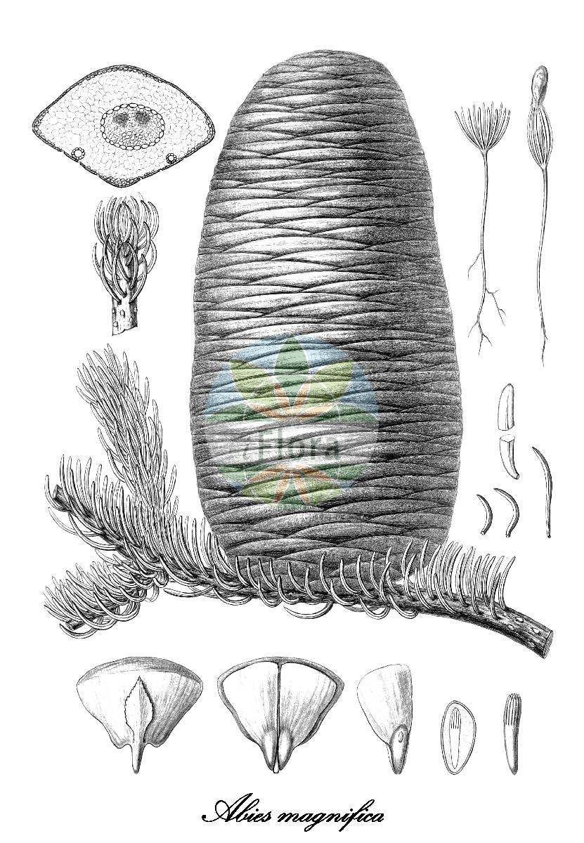 Historische Abbildung von Abies magnifica (Pracht-Tanne - California red fir). Das Bild zeigt Blatt, Bluete, Frucht und Same. ---- Historical Drawing of Abies magnifica (Pracht-Tanne - California red fir). The image is showing leaf, flower, fruit and seed.(Abies magnifica,Pracht-Tanne,California red fir,Abies,Tanne,Fir,Pinaceae,Kieferngewächse,Pine Family,Blatt,Bluete,Frucht,Same,leaf,flower,fruit,seed,Sargent (1891-1902))