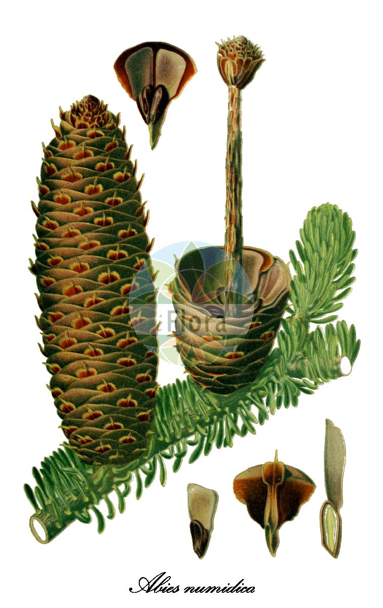 Historische Abbildung von Abies numidica (Algerische Tanne). Das Bild zeigt Blatt, Bluete, Frucht und Same. ---- Historical Drawing of Abies numidica (Algerische Tanne). The image is showing leaf, flower, fruit and seed.(Abies numidica,Algerische Tanne,Abies,Tanne,Fir,Pinaceae,Kieferngewächse,Pine Family,Blatt,Bluete,Frucht,Same,leaf,flower,fruit,seed,Mouillefert (1892-1898))