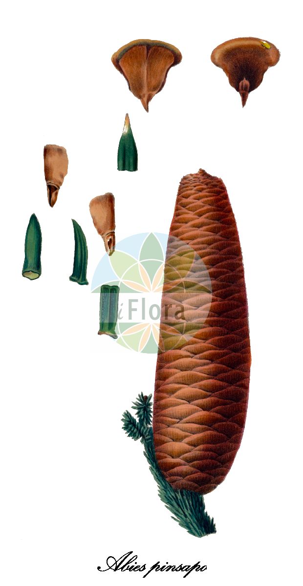 Historische Abbildung von Abies pinsapo (Spanische Tanne). Das Bild zeigt Blatt, Bluete, Frucht und Same. ---- Historical Drawing of Abies pinsapo (Spanische Tanne). The image is showing leaf, flower, fruit and seed.(Abies pinsapo,Spanische Tanne,Abies hispanica,Pinus pinsapo,Abies,Tanne,Fir,Pinaceae,Kieferngewächse,Pine Family,Blatt,Bluete,Frucht,Same,leaf,flower,fruit,seed,Antoine (1840))