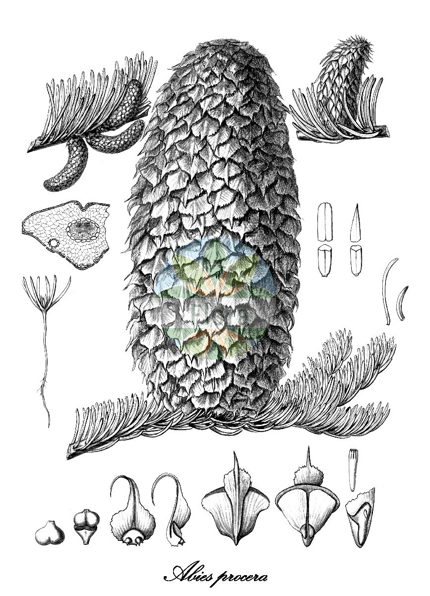 Historische Abbildung von Abies procera (Edel-Tanne - Noble Fir). Das Bild zeigt Blatt, Bluete, Frucht und Same. ---- Historical Drawing of Abies procera (Edel-Tanne - Noble Fir). The image is showing leaf, flower, fruit and seed.(Abies procera,Edel-Tanne,Noble Fir,Pinus nobilis,Abies,Tanne,Fir,Pinaceae,Kieferngewächse,Pine Family,Blatt,Bluete,Frucht,Same,leaf,flower,fruit,seed,Sargent (1891-1902))