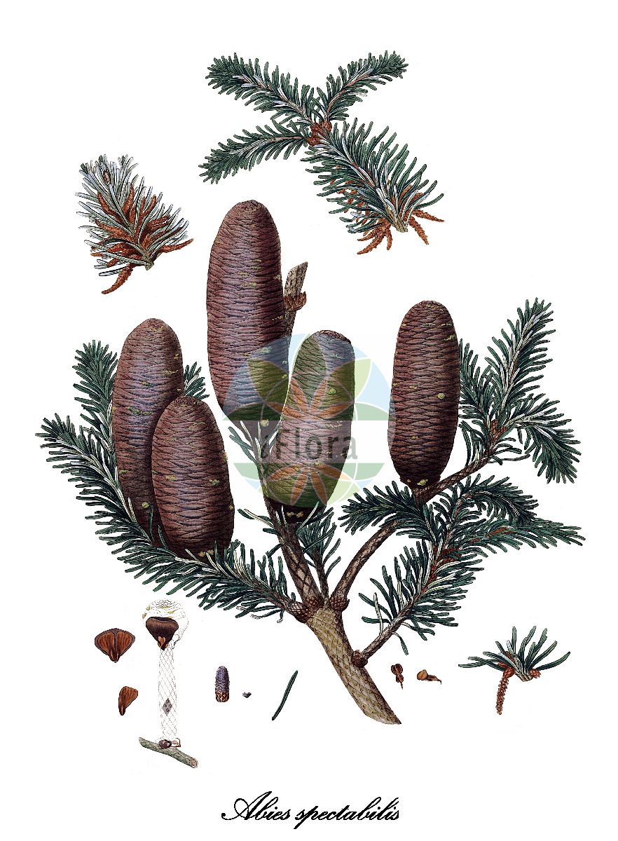 Historische Abbildung von Abies spectabilis (Himalaya-Tanne). Das Bild zeigt Blatt, Bluete, Frucht und Same. ---- Historical Drawing of Abies spectabilis (Himalaya-Tanne). The image is showing leaf, flower, fruit and seed.(Abies spectabilis,Himalaya-Tanne,Abies,Tanne,Fir,Pinaceae,Kieferngewächse,Pine Family,Blatt,Bluete,Frucht,Same,leaf,flower,fruit,seed,Lambert (1803-1824))
