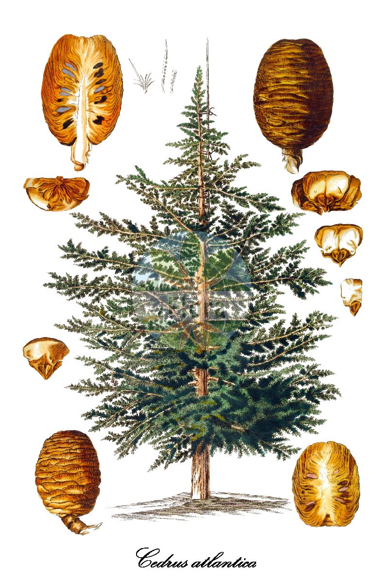 Historische Abbildung von Cedrus atlantica (Atlas-Zeder - Atlas Cedar). Das Bild zeigt Blatt, Bluete, Frucht und Same. ---- Historical Drawing of Cedrus atlantica (Atlas-Zeder - Atlas Cedar). The image is showing leaf, flower, fruit and seed.(Cedrus atlantica,Atlas-Zeder,Atlas Cedar,Pinus atlantica,Cedrus,Zeder,Pinaceae,Kieferngewächse,Pine Family,Blatt,Bluete,Frucht,Same,leaf,flower,fruit,seed,Trew et al. (1750-1773))
