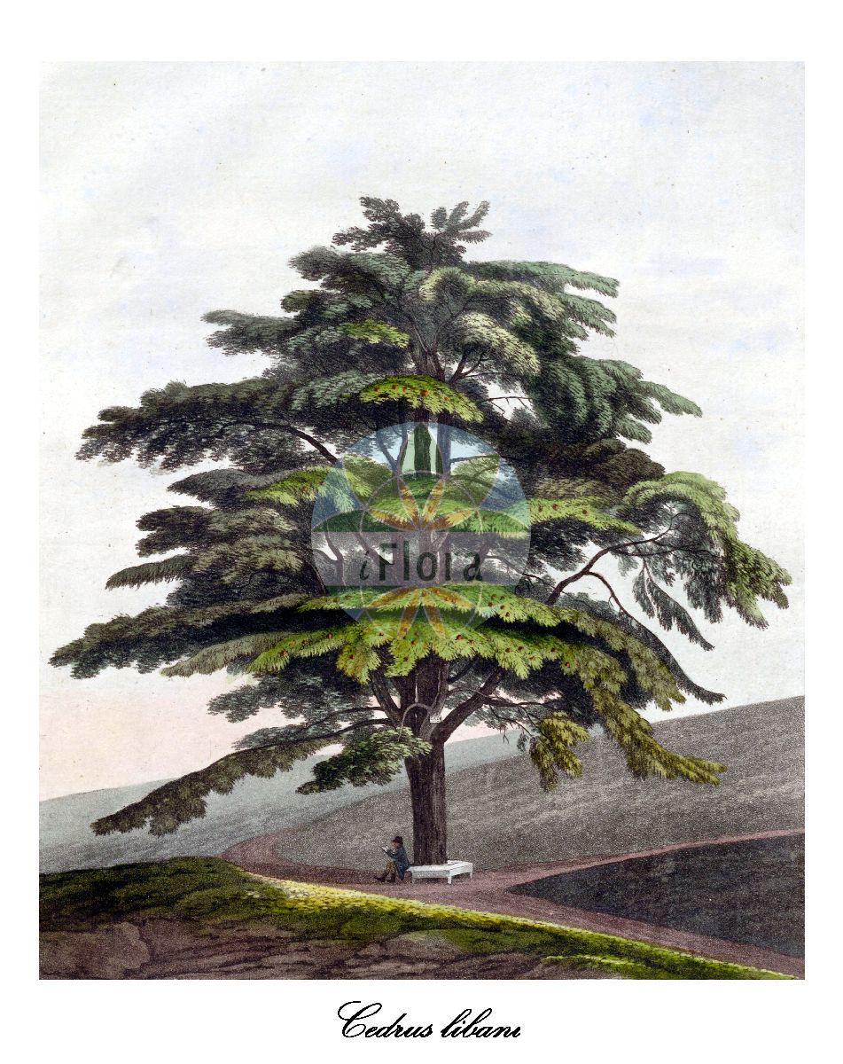 Historische Abbildung von Cedrus libani (Libanon-Zeder - Cedar-of-Lebanon). Das Bild zeigt Blatt, Bluete, Frucht und Same. ---- Historical Drawing of Cedrus libani (Libanon-Zeder - Cedar-of-Lebanon). The image is showing leaf, flower, fruit and seed.(Cedrus libani,Libanon-Zeder,Cedar-of-Lebanon,Cedrus libanitica,Cedrus libanotica,Pinus cedrus,Cedrus,Zeder,Pinaceae,Kieferngewächse,Pine Family,Blatt,Bluete,Frucht,Same,leaf,flower,fruit,seed,Allgemeines teutsches Garten-Magazin (1804-1811))