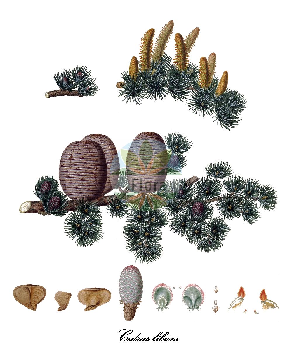 Historische Abbildung von Cedrus libani (Libanon-Zeder - Cedar-of-Lebanon). Das Bild zeigt Blatt, Bluete, Frucht und Same. ---- Historical Drawing of Cedrus libani (Libanon-Zeder - Cedar-of-Lebanon). The image is showing leaf, flower, fruit and seed.(Cedrus libani,Libanon-Zeder,Cedar-of-Lebanon,Cedrus libanitica,Cedrus libanotica,Pinus cedrus,Cedrus,Zeder,Pinaceae,Kieferngewächse,Pine Family,Blatt,Bluete,Frucht,Same,leaf,flower,fruit,seed,Lambert (1803-1824))
