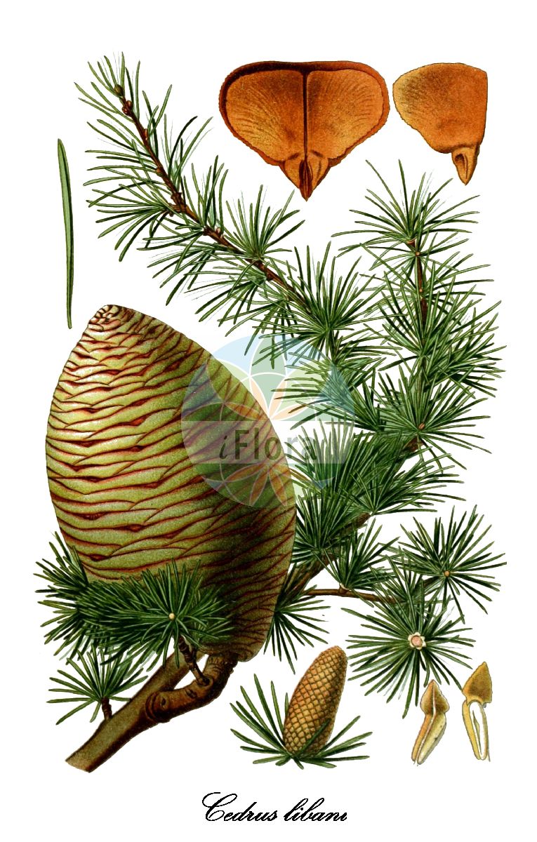 Historische Abbildung von Cedrus libani (Libanon-Zeder - Cedar-of-Lebanon). Das Bild zeigt Blatt, Bluete, Frucht und Same. ---- Historical Drawing of Cedrus libani (Libanon-Zeder - Cedar-of-Lebanon). The image is showing leaf, flower, fruit and seed.(Cedrus libani,Libanon-Zeder,Cedar-of-Lebanon,Cedrus libanitica,Cedrus libanotica,Pinus cedrus,Cedrus,Zeder,Pinaceae,Kieferngewächse,Pine Family,Blatt,Bluete,Frucht,Same,leaf,flower,fruit,seed,Mouillefert (1892-1898))