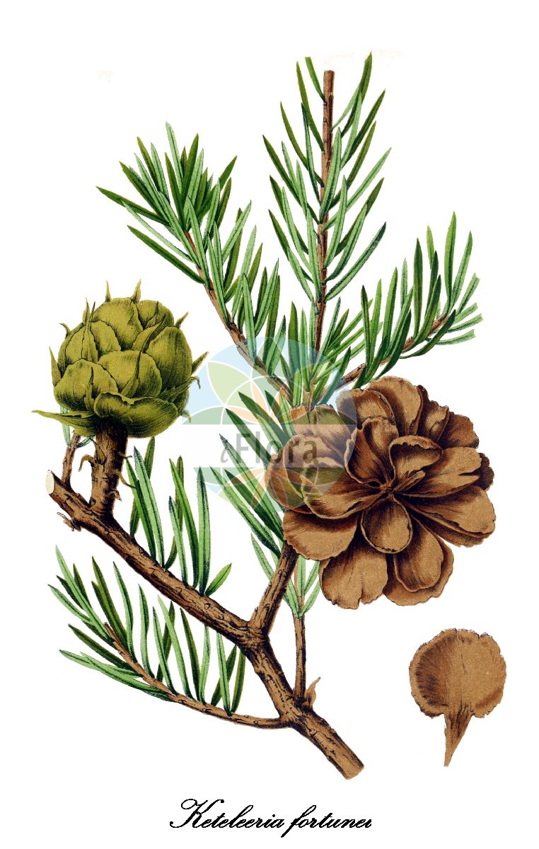 Historische Abbildung von Keteleeria fortunei. Das Bild zeigt Blatt, Bluete, Frucht und Same. ---- Historical Drawing of Keteleeria fortunei. The image is showing leaf, flower, fruit and seed.(Keteleeria fortunei,Keteleeria,Pinaceae,Kieferngewächse,Pine Family,Blatt,Bluete,Frucht,Same,leaf,flower,fruit,seed,Revue horticole (1868))