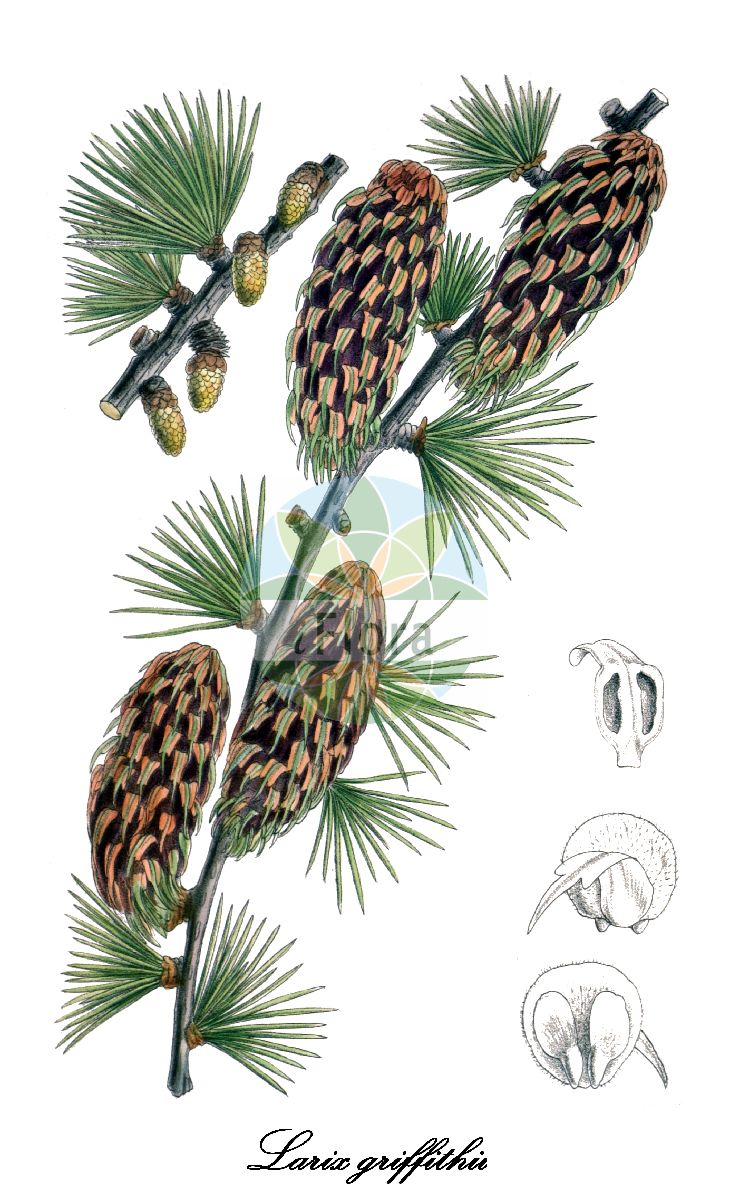 Historische Abbildung von Larix griffithii (Sikkim-Lärche). Das Bild zeigt Blatt, Bluete, Frucht und Same. ---- Historical Drawing of Larix griffithii (Sikkim-Lärche). The image is showing leaf, flower, fruit and seed.(Larix griffithii,Sikkim-Lärche,Larix,Lärche,Larch,Pinaceae,Kieferngewächse,Pine Family,Blatt,Bluete,Frucht,Same,leaf,flower,fruit,seed,Curtis Botanical Magazine (1908))