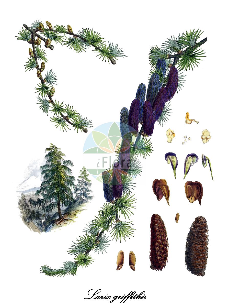 Historische Abbildung von Larix griffithii (Sikkim-Lärche). Das Bild zeigt Blatt, Bluete, Frucht und Same. ---- Historical Drawing of Larix griffithii (Sikkim-Lärche). The image is showing leaf, flower, fruit and seed.(Larix griffithii,Sikkim-Lärche,Larix,Lärche,Larch,Pinaceae,Kieferngewächse,Pine Family,Blatt,Bluete,Frucht,Same,leaf,flower,fruit,seed,Fitch et al. (1880))