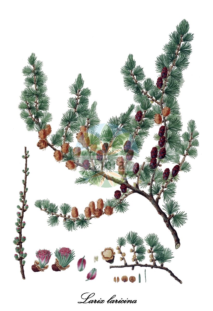Historische Abbildung von Larix laricina (Amerikanische Lärche - Tamarack). Das Bild zeigt Blatt, Bluete, Frucht und Same. ---- Historical Drawing of Larix laricina (Amerikanische Lärche - Tamarack). The image is showing leaf, flower, fruit and seed.(Larix laricina,Amerikanische Lärche,Tamarack,Tamarck,Larix,Lärche,Larch,Pinaceae,Kieferngewächse,Pine Family,Blatt,Bluete,Frucht,Same,leaf,flower,fruit,seed,Lambert (1803-1824))