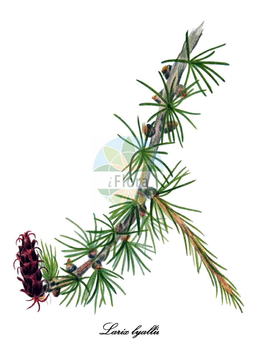 Historische Abbildung von Larix lyallii (Subalpine larch). Das Bild zeigt Blatt, Bluete, Frucht und Same. ---- Historical Drawing of Larix lyallii (Subalpine larch). The image is showing leaf, flower, fruit and seed.(Larix lyallii,Subalpine larch,Larix,Lärche,Larch,Pinaceae,Kieferngewächse,Pine Family,Blatt,Bluete,Frucht,Same,leaf,flower,fruit,seed,Walcott (1925-1927))