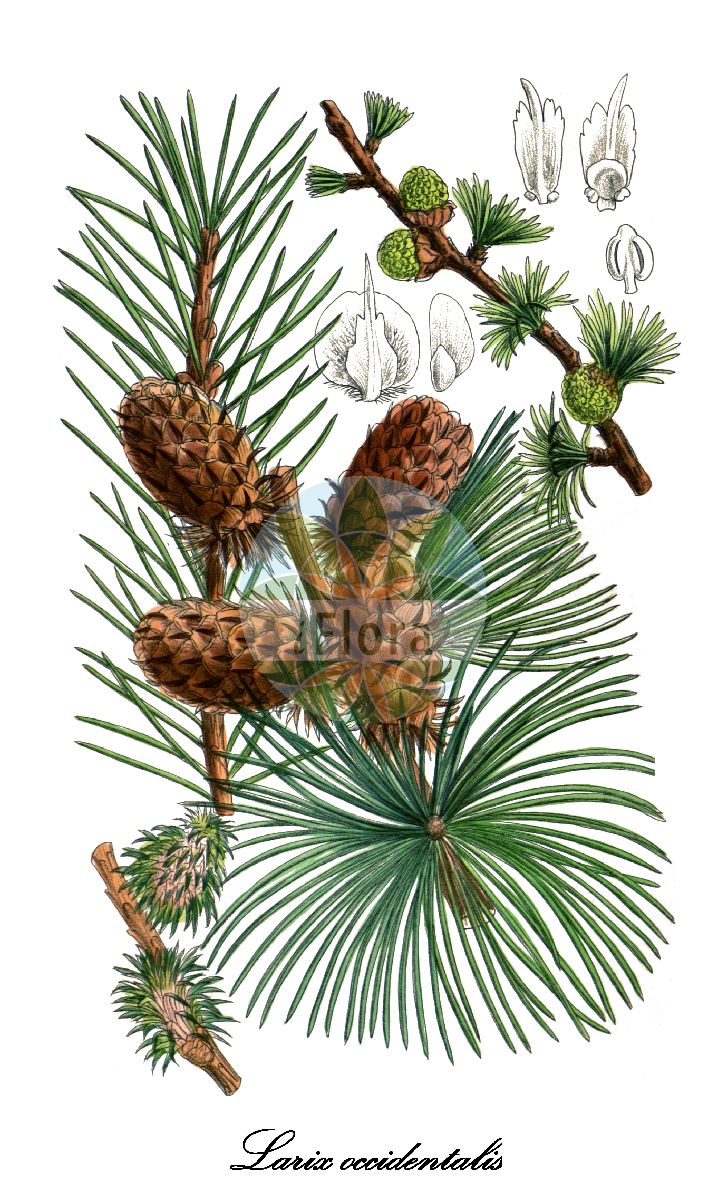 Historische Abbildung von Larix occidentalis (Westamerikanische Lärche - Western larch). Das Bild zeigt Blatt, Bluete, Frucht und Same. ---- Historical Drawing of Larix occidentalis (Westamerikanische Lärche - Western larch). The image is showing leaf, flower, fruit and seed.(Larix occidentalis,Westamerikanische Lärche,Western larch,Larix,Lärche,Larch,Pinaceae,Kieferngewächse,Pine Family,Blatt,Bluete,Frucht,Same,leaf,flower,fruit,seed,Curtis Botanical Magazine (1909))