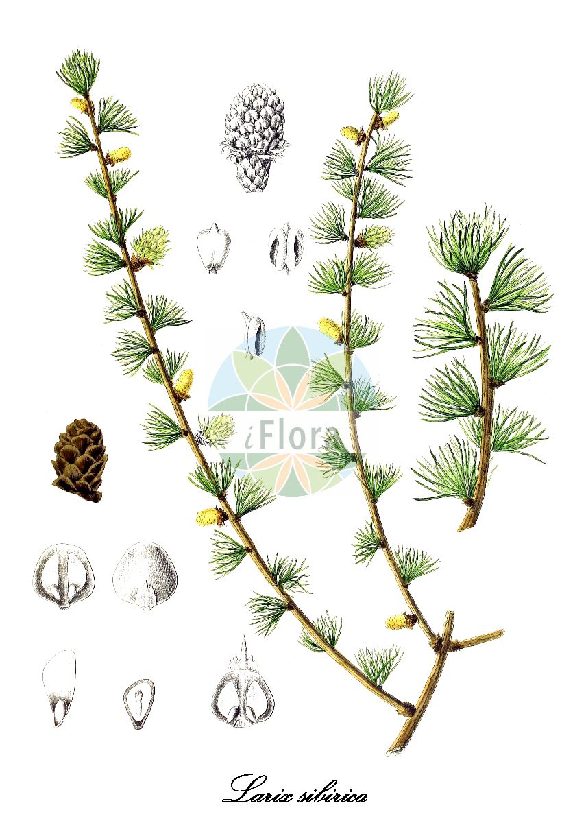 Historische Abbildung von Larix sibirica (Sibirische Lärche). Das Bild zeigt Blatt, Bluete, Frucht und Same. ---- Historical Drawing of Larix sibirica (Sibirische Lärche). The image is showing leaf, flower, fruit and seed.(Larix sibirica,Sibirische Lärche,Larix archangelica,Larix russica,Larix,Lärche,Larch,Pinaceae,Kieferngewächse,Pine Family,Blatt,Bluete,Frucht,Same,leaf,flower,fruit,seed,Berg & Schmidt (1891-1902))