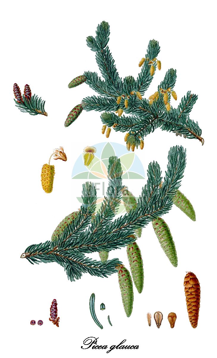 Historische Abbildung von Picea glauca (Weiß-Fichte - White Spruce). Das Bild zeigt Blatt, Bluete, Frucht und Same. ---- Historical Drawing of Picea glauca (Weiß-Fichte - White Spruce). The image is showing leaf, flower, fruit and seed.(Picea glauca,Weiß-Fichte,White Spruce,Pinus glauca,Picea,Fichte,Spruce,Pinaceae,Kieferngewächse,Pine Family,Blatt,Bluete,Frucht,Same,leaf,flower,fruit,seed,Lambert (1803-1824))
