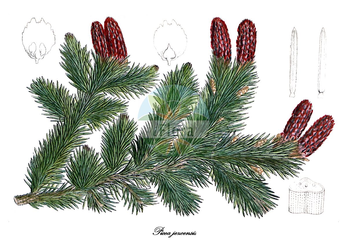 Historische Abbildung von Picea jezoensis. Das Bild zeigt Blatt, Bluete, Frucht und Same. ---- Historical Drawing of Picea jezoensis. The image is showing leaf, flower, fruit and seed.(Picea jezoensis,Picea,Fichte,Spruce,Pinaceae,Kieferngewächse,Pine Family,Blatt,Bluete,Frucht,Same,leaf,flower,fruit,seed,Curtis Botanical Magazine (1884))