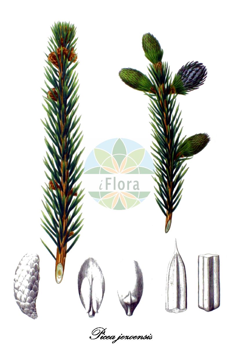 Historische Abbildung von Picea jezoensis. Das Bild zeigt Blatt, Bluete, Frucht und Same. ---- Historical Drawing of Picea jezoensis. The image is showing leaf, flower, fruit and seed.(Picea jezoensis,Picea,Fichte,Spruce,Pinaceae,Kieferngewächse,Pine Family,Blatt,Bluete,Frucht,Same,leaf,flower,fruit,seed,von Siebold & Zuccarini (1835-1875))