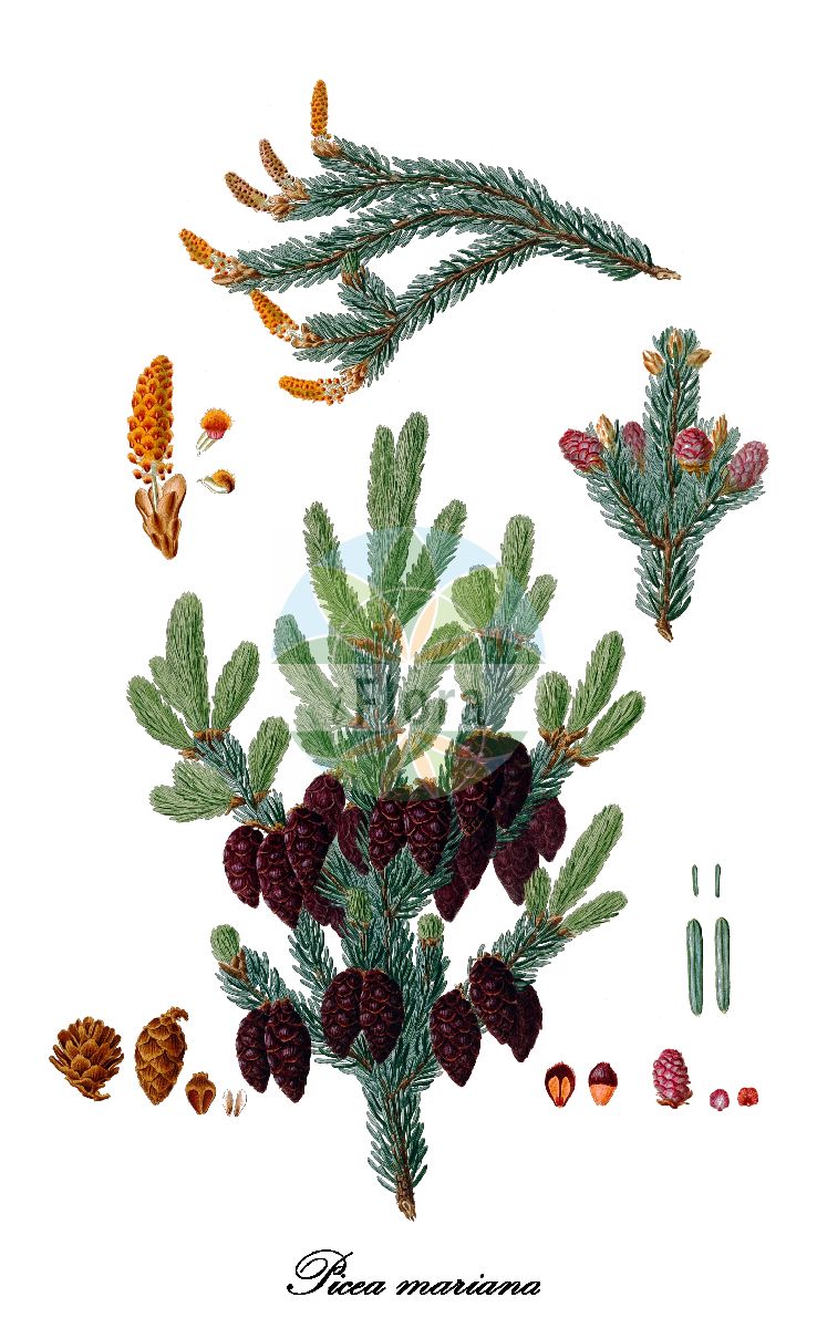 Historische Abbildung von Picea mariana (Schwarz-Fichte - Black spruce). Das Bild zeigt Blatt, Bluete, Frucht und Same. ---- Historical Drawing of Picea mariana (Schwarz-Fichte - Black spruce). The image is showing leaf, flower, fruit and seed.(Picea mariana,Schwarz-Fichte,Black spruce,Abies mariana,Picea,Fichte,Spruce,Pinaceae,Kieferngewächse,Pine Family,Blatt,Bluete,Frucht,Same,leaf,flower,fruit,seed,Lambert (1803-1824))