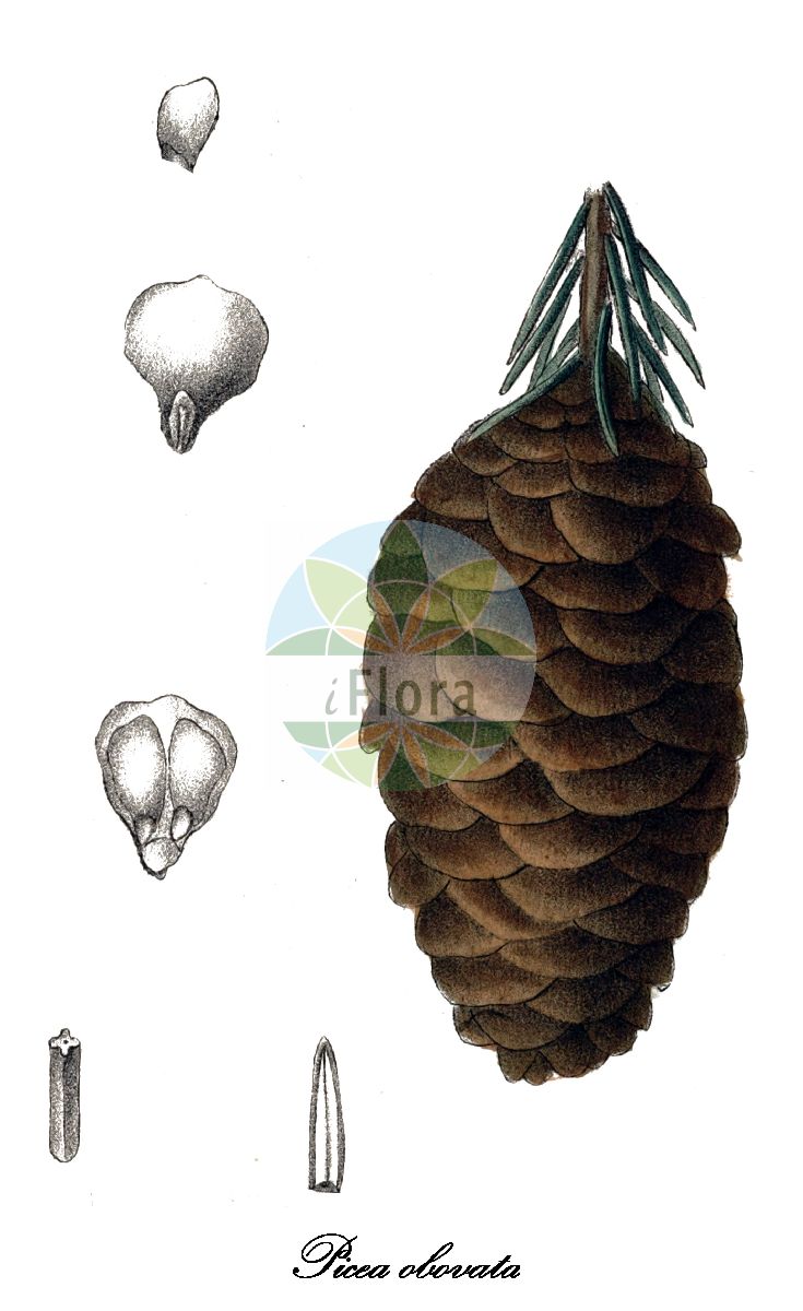 Historische Abbildung von Picea obovata (Altai-Fichte). Das Bild zeigt Blatt, Bluete, Frucht und Same. ---- Historical Drawing of Picea obovata (Altai-Fichte). The image is showing leaf, flower, fruit and seed.(Picea obovata,Altai-Fichte,Picea,Fichte,Spruce,Pinaceae,Kieferngewächse,Pine Family,Blatt,Bluete,Frucht,Same,leaf,flower,fruit,seed,Antoine (1840))