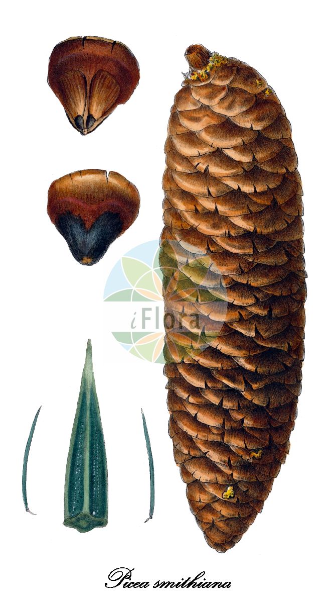 Historische Abbildung von Picea smithiana (Himalaya-Fichte). Das Bild zeigt Blatt, Bluete, Frucht und Same. ---- Historical Drawing of Picea smithiana (Himalaya-Fichte). The image is showing leaf, flower, fruit and seed.(Picea smithiana,Himalaya-Fichte,Picea,Fichte,Spruce,Pinaceae,Kieferngewächse,Pine Family,Blatt,Bluete,Frucht,Same,leaf,flower,fruit,seed,Antoine (1840))