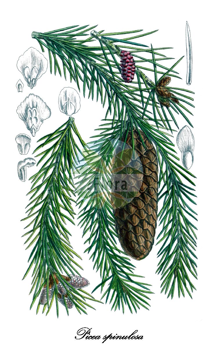 Historische Abbildung von Picea spinulosa (Sikkim-Fichte). Das Bild zeigt Blatt, Bluete, Frucht und Same. ---- Historical Drawing of Picea spinulosa (Sikkim-Fichte). The image is showing leaf, flower, fruit and seed.(Picea spinulosa,Sikkim-Fichte,Picea,Fichte,Spruce,Pinaceae,Kieferngewächse,Pine Family,Blatt,Bluete,Frucht,Same,leaf,flower,fruit,seed,Curtis Botanical Magazine (1907))
