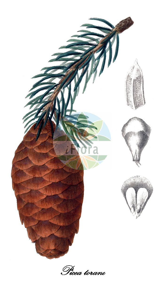 Historische Abbildung von Picea torano (Tigerschwanz-Fichte). Das Bild zeigt Blatt, Bluete, Frucht und Same. ---- Historical Drawing of Picea torano (Tigerschwanz-Fichte). The image is showing leaf, flower, fruit and seed.(Picea torano,Tigerschwanz-Fichte,Picea,Fichte,Spruce,Pinaceae,Kieferngewächse,Pine Family,Blatt,Bluete,Frucht,Same,leaf,flower,fruit,seed,Antoine (1840))