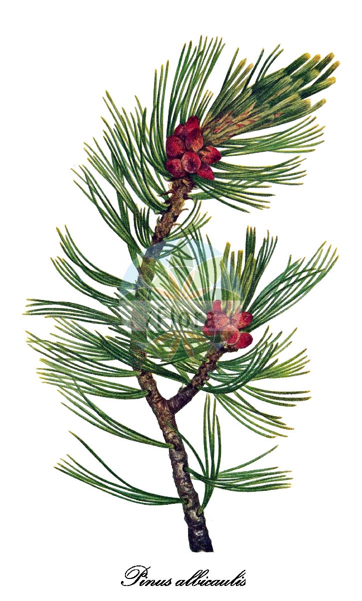 Historische Abbildung von Pinus albicaulis (Whitebark pine). Das Bild zeigt Blatt, Bluete, Frucht und Same. ---- Historical Drawing of Pinus albicaulis (Whitebark pine). The image is showing leaf, flower, fruit and seed.(Pinus albicaulis,Whitebark pine,Pinus,Kiefer,Pine,Pinaceae,Kieferngewächse,Pine Family,Blatt,Bluete,Frucht,Same,leaf,flower,fruit,seed,Walcott (1925-1927))