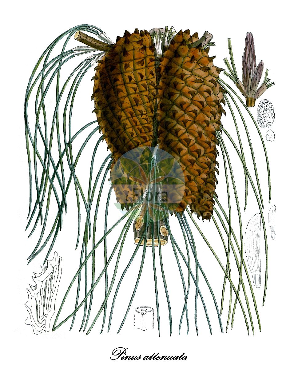 Historische Abbildung von Pinus attenuata (Höcker-Kiefer - Knobcone pine). Das Bild zeigt Blatt, Bluete, Frucht und Same. ---- Historical Drawing of Pinus attenuata (Höcker-Kiefer - Knobcone pine). The image is showing leaf, flower, fruit and seed.(Pinus attenuata,Höcker-Kiefer,Knobcone pine,Pinus,Kiefer,Pine,Pinaceae,Kieferngewächse,Pine Family,Blatt,Bluete,Frucht,Same,leaf,flower,fruit,seed,Curtis Botanical Magazine (1917))