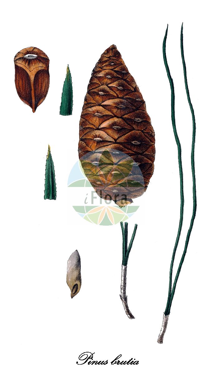 Historische Abbildung von Pinus brutia (Brutia-Kiefer). Das Bild zeigt Blatt, Bluete, Frucht und Same. ---- Historical Drawing of Pinus brutia (Brutia-Kiefer). The image is showing leaf, flower, fruit and seed.(Pinus brutia,Brutia-Kiefer,Pinus eldarica,Pinus pityusa,Pinus stankewiczii,Pinus,Kiefer,Pine,Pinaceae,Kieferngewächse,Pine Family,Blatt,Bluete,Frucht,Same,leaf,flower,fruit,seed,Antoine (1840))
