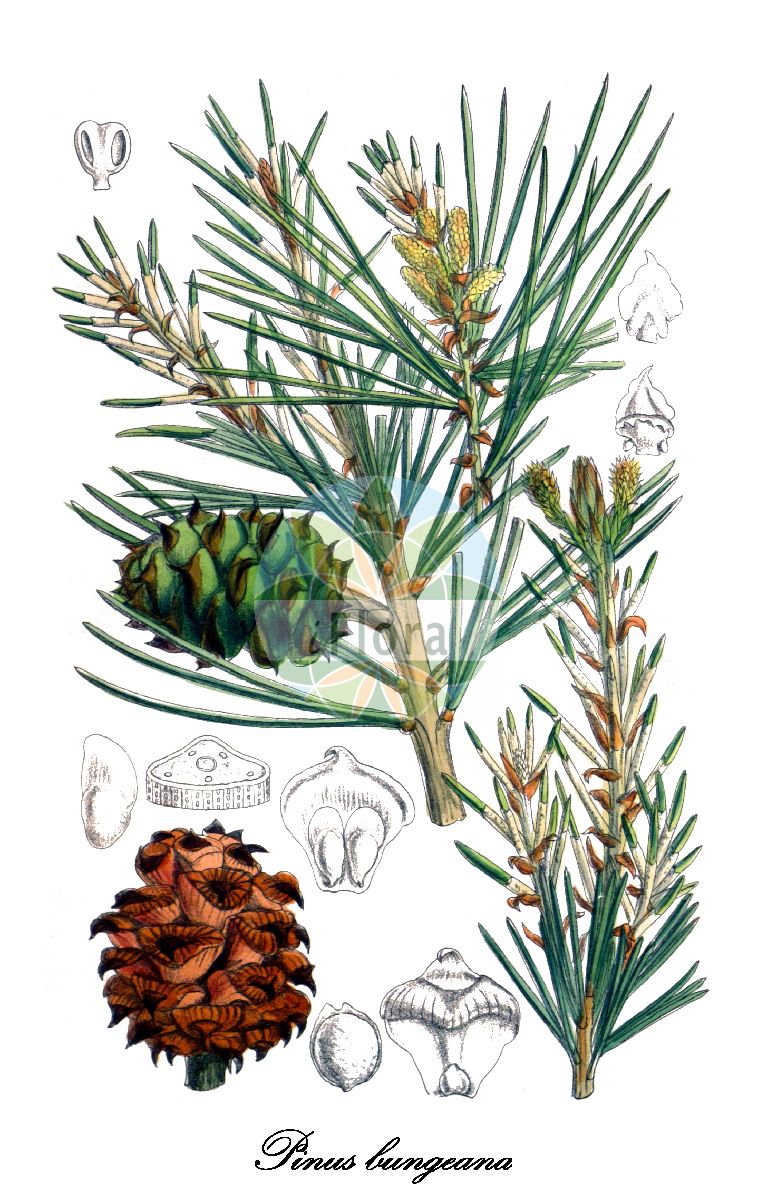 Historische Abbildung von Pinus bungeana (Tempel-Kiefer). Das Bild zeigt Blatt, Bluete, Frucht und Same. ---- Historical Drawing of Pinus bungeana (Tempel-Kiefer). The image is showing leaf, flower, fruit and seed.(Pinus bungeana,Tempel-Kiefer,Pinus,Kiefer,Pine,Pinaceae,Kieferngewächse,Pine Family,Blatt,Bluete,Frucht,Same,leaf,flower,fruit,seed,Curtis Botanical Magazine (1909))