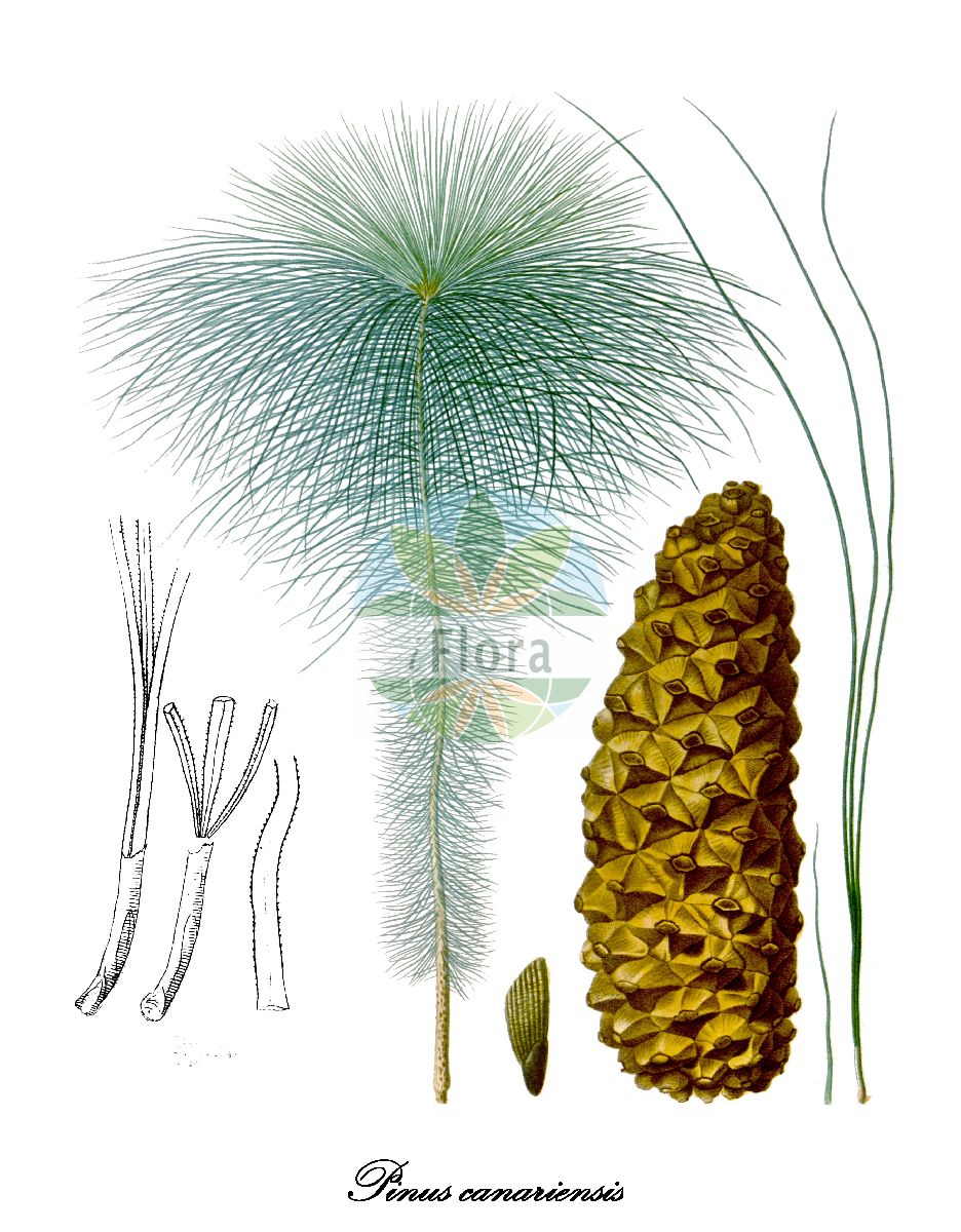 Historische Abbildung von Pinus canariensis. Das Bild zeigt Blatt, Bluete, Frucht und Same. ---- Historical Drawing of Pinus canariensis. The image is showing leaf, flower, fruit and seed.(Pinus canariensis,Pinus,Kiefer,Pine,Pinaceae,Kieferngewächse,Pine Family,Blatt,Bluete,Frucht,Same,leaf,flower,fruit,seed,de Candolle (1825-1827))