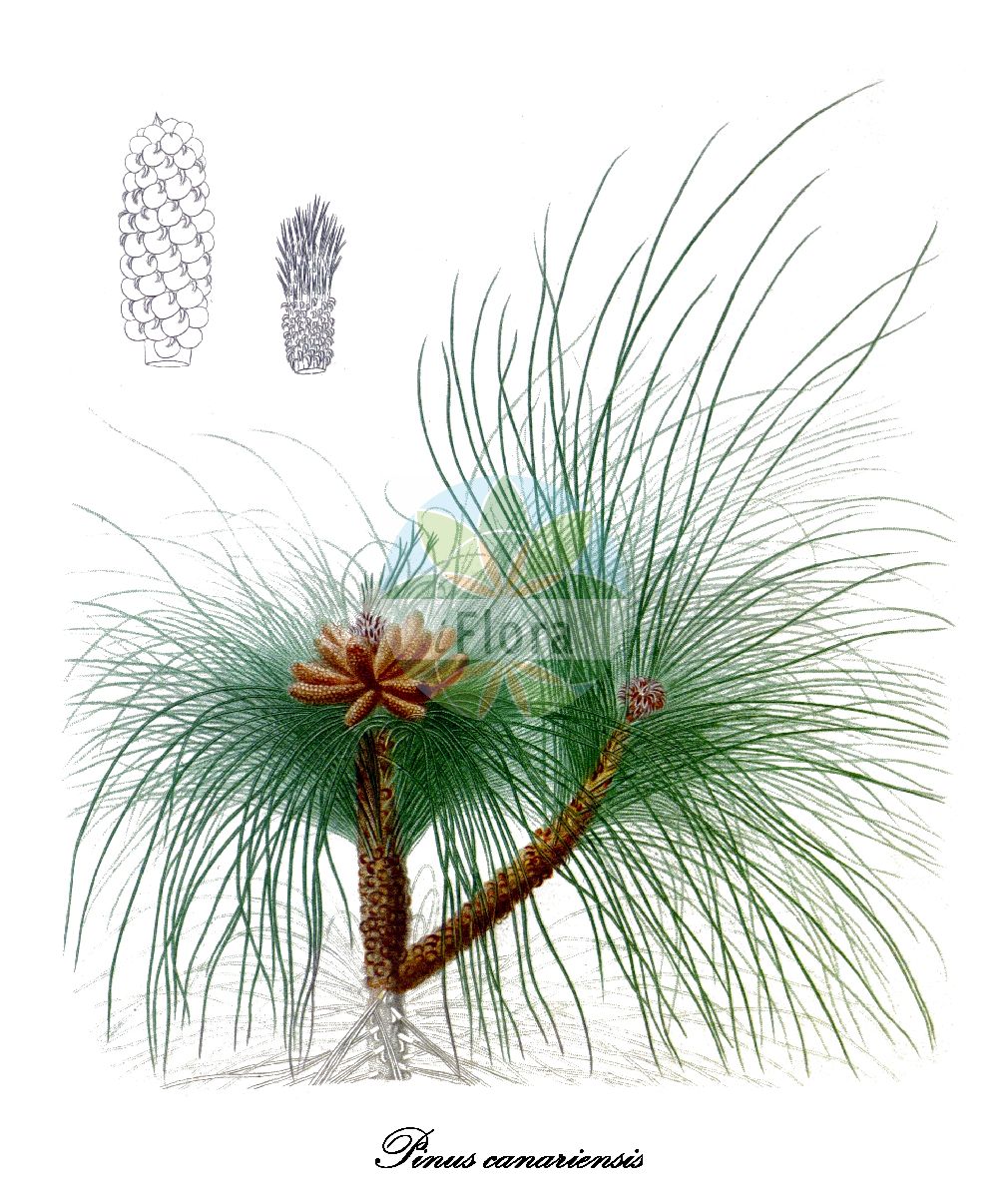 Historische Abbildung von Pinus canariensis. Das Bild zeigt Blatt, Bluete, Frucht und Same. ---- Historical Drawing of Pinus canariensis. The image is showing leaf, flower, fruit and seed.(Pinus canariensis,Pinus,Kiefer,Pine,Pinaceae,Kieferngewächse,Pine Family,Blatt,Bluete,Frucht,Same,leaf,flower,fruit,seed,de Candolle (1825-1827))