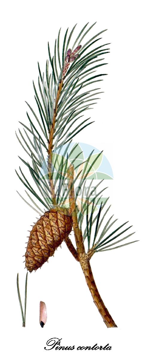 Historische Abbildung von Pinus contorta (Küsten-Kiefer - Lodgepole Pine). Das Bild zeigt Blatt, Bluete, Frucht und Same. ---- Historical Drawing of Pinus contorta (Küsten-Kiefer - Lodgepole Pine). The image is showing leaf, flower, fruit and seed.(Pinus contorta,Küsten-Kiefer,Lodgepole Pine,Beach Pine,Shore Pine,Pinus,Kiefer,Pine,Pinaceae,Kieferngewächse,Pine Family,Blatt,Bluete,Frucht,Same,leaf,flower,fruit,seed,Duhamel du Monceau (1755-1768))