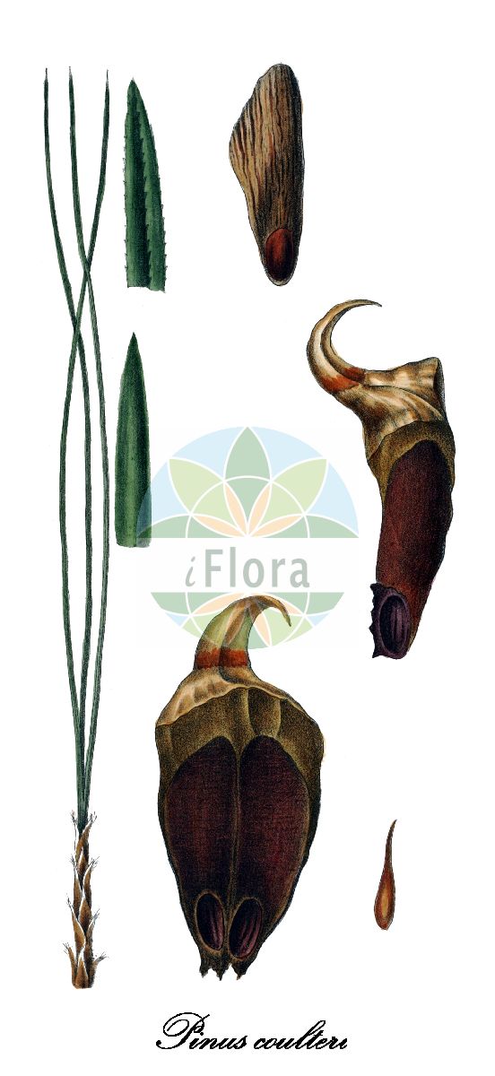 Historische Abbildung von Pinus coulteri (Coulters Kiefer - Coulter pine). Das Bild zeigt Blatt, Bluete, Frucht und Same. ---- Historical Drawing of Pinus coulteri (Coulters Kiefer - Coulter pine). The image is showing leaf, flower, fruit and seed.(Pinus coulteri,Coulters Kiefer,Coulter pine,Pinus,Kiefer,Pine,Pinaceae,Kieferngewächse,Pine Family,Blatt,Bluete,Frucht,Same,leaf,flower,fruit,seed,Antoine (1840))