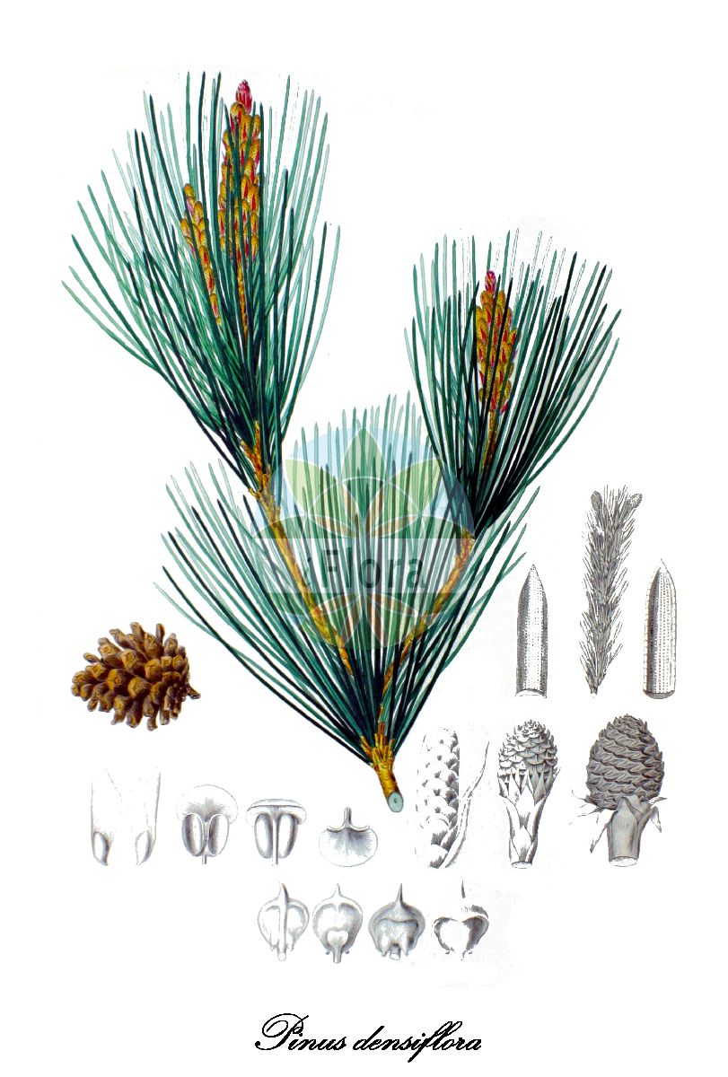 Historische Abbildung von Pinus densiflora (Japanische Kiefer). Das Bild zeigt Blatt, Bluete, Frucht und Same. ---- Historical Drawing of Pinus densiflora (Japanische Kiefer). The image is showing leaf, flower, fruit and seed.(Pinus densiflora,Japanische Kiefer,Japanische Rot-Kiefer,Pinus,Kiefer,Pine,Pinaceae,Kieferngewächse,Pine Family,Blatt,Bluete,Frucht,Same,leaf,flower,fruit,seed,von Siebold & Zuccarini (1835-1875))