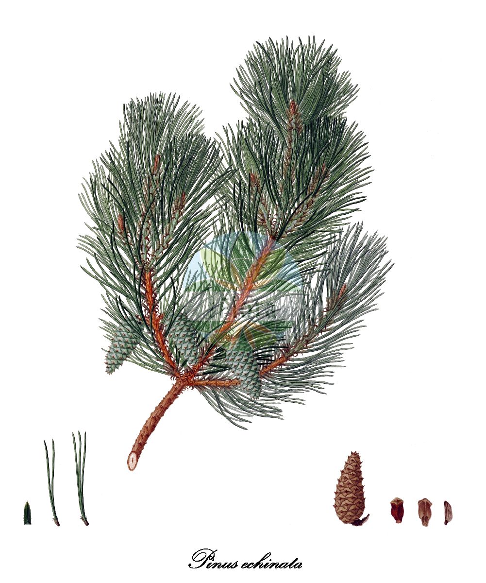 Historische Abbildung von Pinus echinata (Shortleaf pine). Das Bild zeigt Blatt, Bluete, Frucht und Same. ---- Historical Drawing of Pinus echinata (Shortleaf pine). The image is showing leaf, flower, fruit and seed.(Pinus echinata,Shortleaf pine,Pinus,Kiefer,Pine,Pinaceae,Kieferngewächse,Pine Family,Blatt,Bluete,Frucht,Same,leaf,flower,fruit,seed,Lambert (1803-1824))