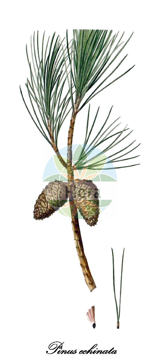 Historische Abbildung von Pinus echinata (Shortleaf pine). Das Bild zeigt Blatt, Bluete, Frucht und Same. ---- Historical Drawing of Pinus echinata (Shortleaf pine). The image is showing leaf, flower, fruit and seed.(Pinus echinata,Shortleaf pine,Pinus,Kiefer,Pine,Pinaceae,Kieferngewächse,Pine Family,Blatt,Bluete,Frucht,Same,leaf,flower,fruit,seed,Duhamel du Monceau (1755-1768))