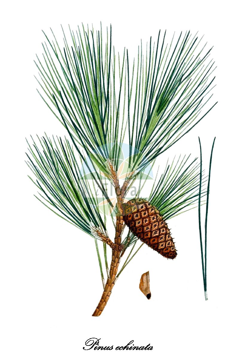 Historische Abbildung von Pinus echinata (Shortleaf pine). Das Bild zeigt Blatt, Bluete, Frucht und Same. ---- Historical Drawing of Pinus echinata (Shortleaf pine). The image is showing leaf, flower, fruit and seed.(Pinus echinata,Shortleaf pine,Pinus,Kiefer,Pine,Pinaceae,Kieferngewächse,Pine Family,Blatt,Bluete,Frucht,Same,leaf,flower,fruit,seed,Michaux (1817-1819))