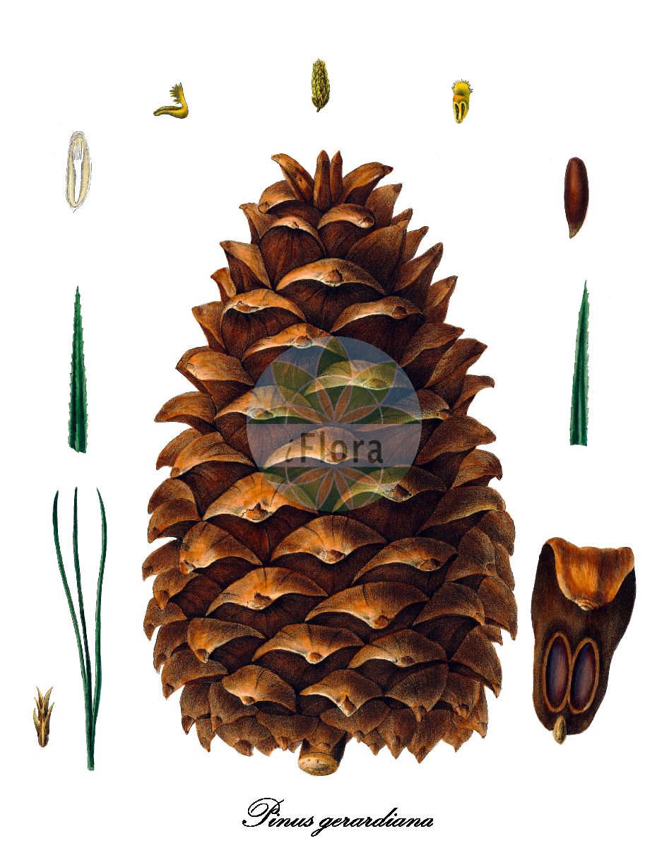 Historische Abbildung von Pinus gerardiana. Das Bild zeigt Blatt, Bluete, Frucht und Same. ---- Historical Drawing of Pinus gerardiana. The image is showing leaf, flower, fruit and seed.(Pinus gerardiana,Pinus,Kiefer,Pine,Pinaceae,Kieferngewächse,Pine Family,Blatt,Bluete,Frucht,Same,leaf,flower,fruit,seed,Antoine (1840))