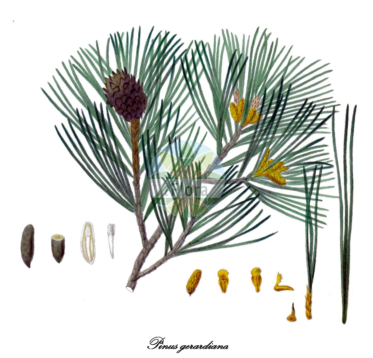 Historische Abbildung von Pinus gerardiana. Das Bild zeigt Blatt, Bluete, Frucht und Same. ---- Historical Drawing of Pinus gerardiana. The image is showing leaf, flower, fruit and seed.(Pinus gerardiana,Pinus,Kiefer,Pine,Pinaceae,Kieferngewächse,Pine Family,Blatt,Bluete,Frucht,Same,leaf,flower,fruit,seed,Royle (1839))