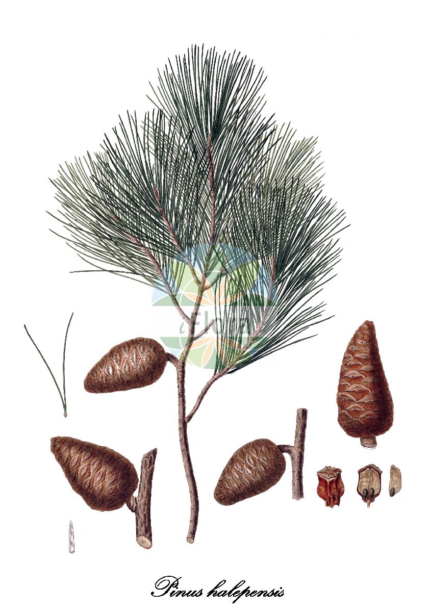 Historische Abbildung von Pinus halepensis (Aleppo-Kiefer). Das Bild zeigt Blatt, Bluete, Frucht und Same. ---- Historical Drawing of Pinus halepensis (Aleppo-Kiefer). The image is showing leaf, flower, fruit and seed.(Pinus halepensis,Aleppo-Kiefer,Pinus ceciliae,Pinus maritima,Pinus,Kiefer,Pine,Pinaceae,Kieferngewächse,Pine Family,Blatt,Bluete,Frucht,Same,leaf,flower,fruit,seed,Lambert (1803-1824))