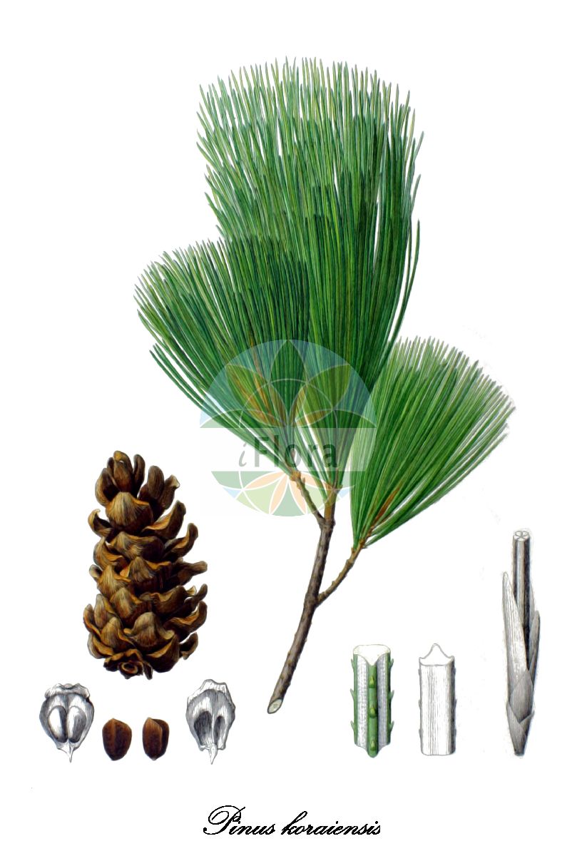 Historische Abbildung von Pinus koraiensis (Korea-Kiefer). Das Bild zeigt Blatt, Bluete, Frucht und Same. ---- Historical Drawing of Pinus koraiensis (Korea-Kiefer). The image is showing leaf, flower, fruit and seed.(Pinus koraiensis,Korea-Kiefer,Pinus,Kiefer,Pine,Pinaceae,Kieferngewächse,Pine Family,Blatt,Bluete,Frucht,Same,leaf,flower,fruit,seed,von Siebold & Zuccarini (1835-1875))