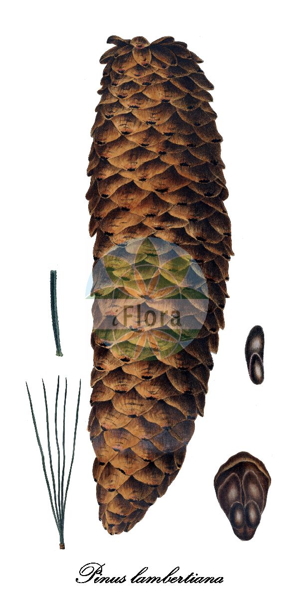 Historische Abbildung von Pinus lambertiana (Zucker-Kiefer - Sugar pine). Das Bild zeigt Blatt, Bluete, Frucht und Same. ---- Historical Drawing of Pinus lambertiana (Zucker-Kiefer - Sugar pine). The image is showing leaf, flower, fruit and seed.(Pinus lambertiana,Zucker-Kiefer,Sugar pine,Pinus,Kiefer,Pine,Pinaceae,Kieferngewächse,Pine Family,Blatt,Bluete,Frucht,Same,leaf,flower,fruit,seed,Antoine (1840))