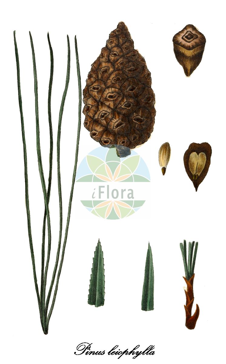 Historische Abbildung von Pinus leiophylla (Pino chino). Das Bild zeigt Blatt, Bluete, Frucht und Same. ---- Historical Drawing of Pinus leiophylla (Pino chino). The image is showing leaf, flower, fruit and seed.(Pinus leiophylla,Pino chino,Pinus,Kiefer,Pine,Pinaceae,Kieferngewächse,Pine Family,Blatt,Bluete,Frucht,Same,leaf,flower,fruit,seed,Antoine (1840))