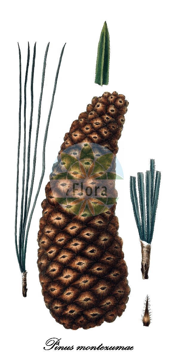 Historische Abbildung von Pinus montezumae (Montezuma-Kiefer). Das Bild zeigt Blatt, Bluete, Frucht und Same. ---- Historical Drawing of Pinus montezumae (Montezuma-Kiefer). The image is showing leaf, flower, fruit and seed.(Pinus montezumae,Montezuma-Kiefer,Pinus,Kiefer,Pine,Pinaceae,Kieferngewächse,Pine Family,Blatt,Bluete,Frucht,Same,leaf,flower,fruit,seed,Antoine (1840))